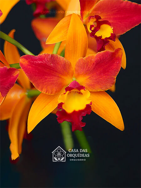 Lc Trick or Treat Orange Magic x Self - Adulta